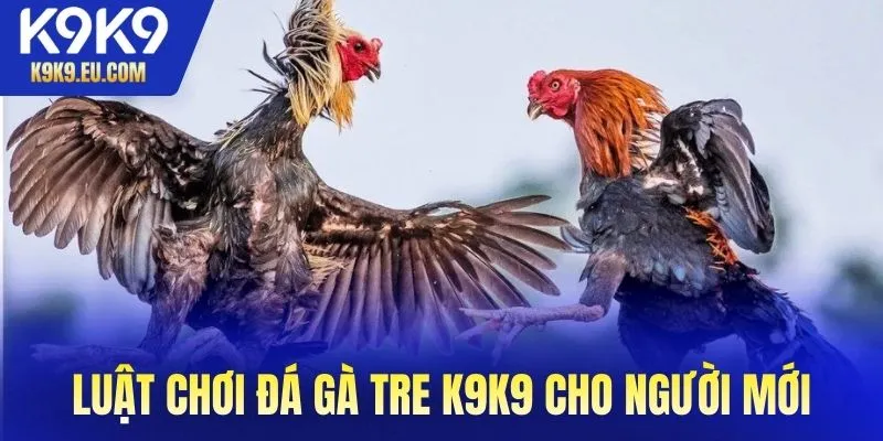 đá gà tre K9K9 đá gà tre K9K9