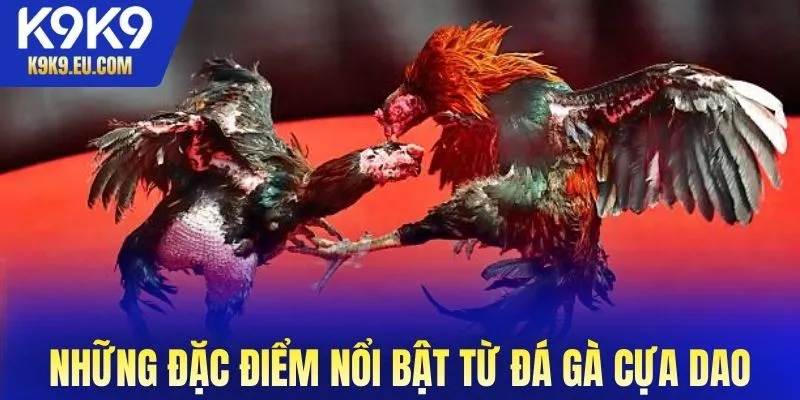 đá gà cựa dao đá gà cựa dao
